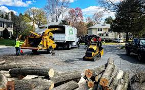 Best Tree Health Inspection  in St Elmo, IL